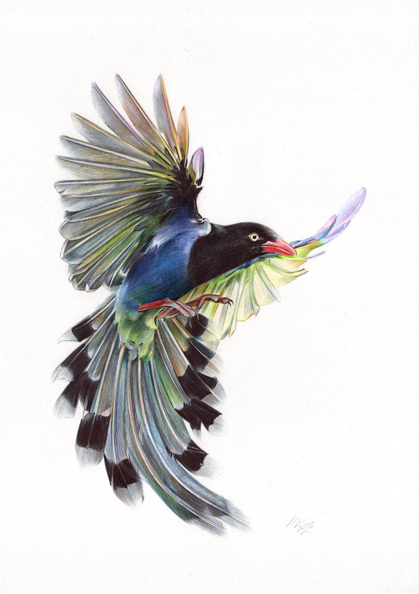 Taiwan Blue Magpie (Realistic Ballpoint Pen Bird Portrait) by Daria Maier