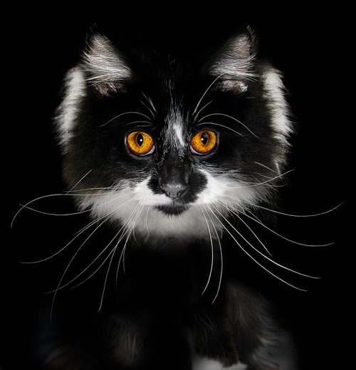 Cat's Eyes by Gandee Vasan