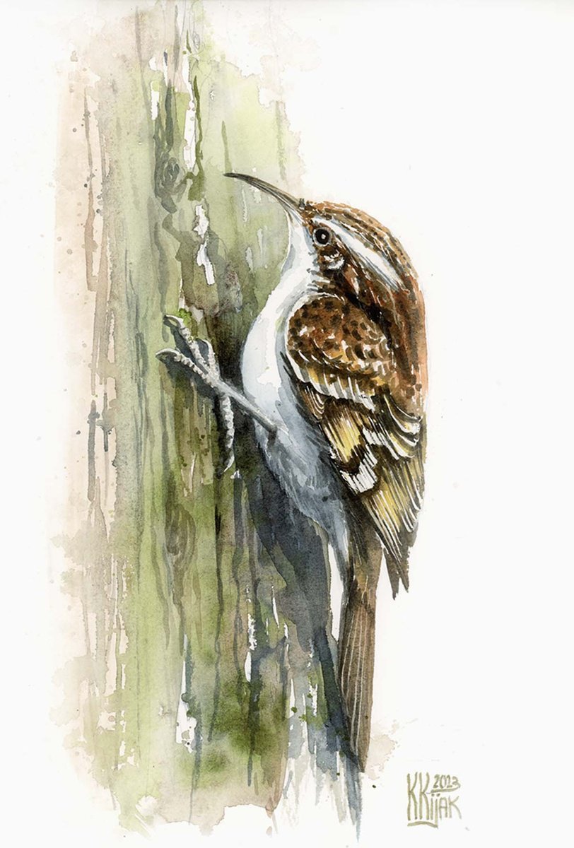 Treecreeper bird by Karolina Kijak