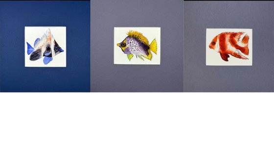 Three Exotic colorful fish