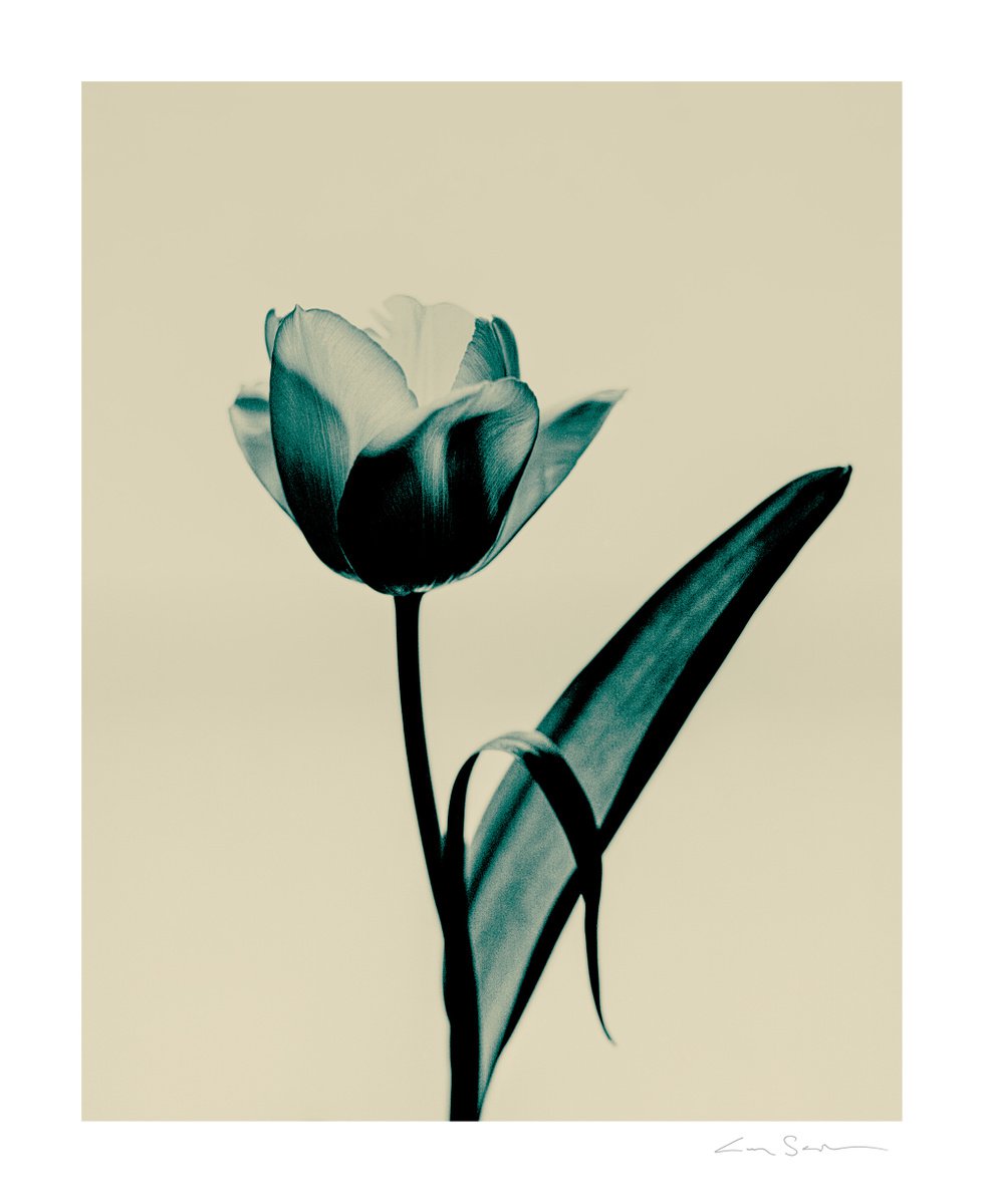 Tulipa by Guy Sargent