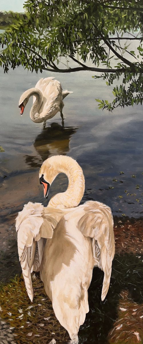 Swans at the Lake (50x40 cm) by Angelo Di Carlo