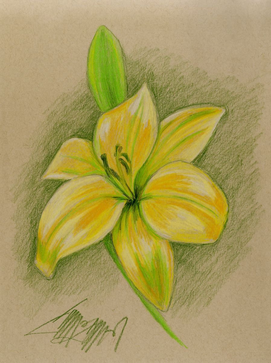 Yellow Lily by James Simon