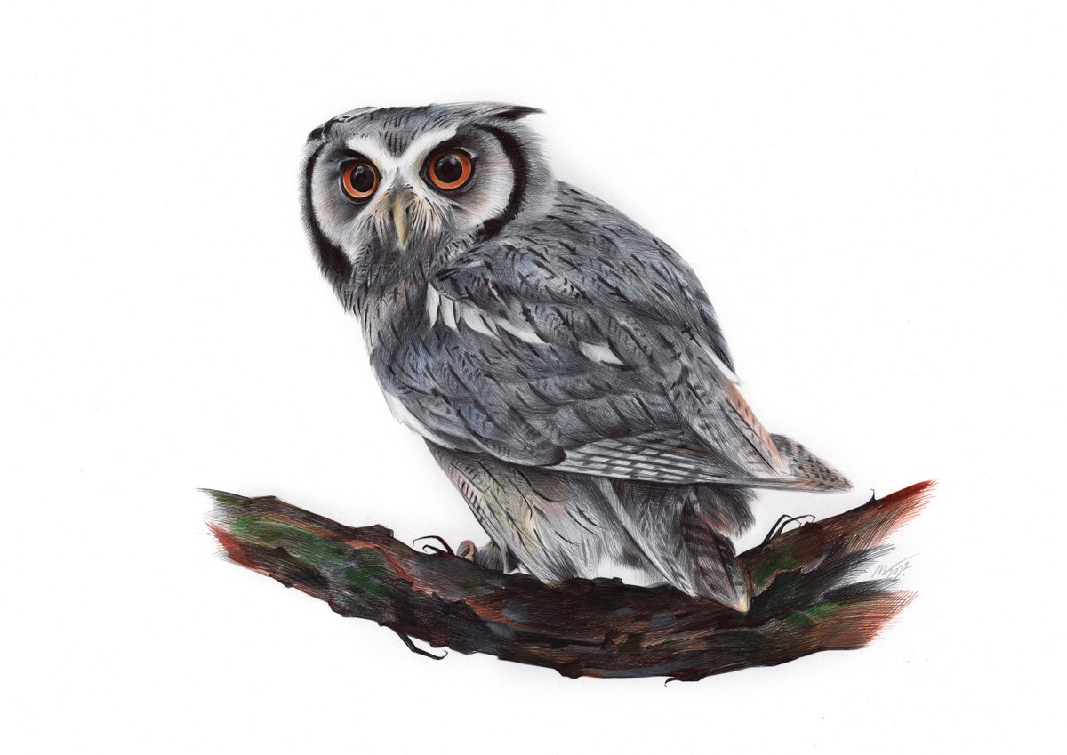 Eurasian Scops Owl - Bird Portrait (Realistic Ballpoint Pen Drawing) by Daria Maier