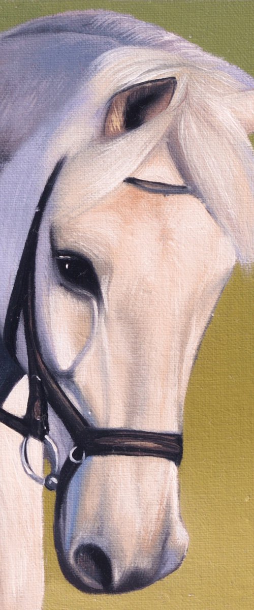 Horse Portrait 91 by Anastasia Parfilo