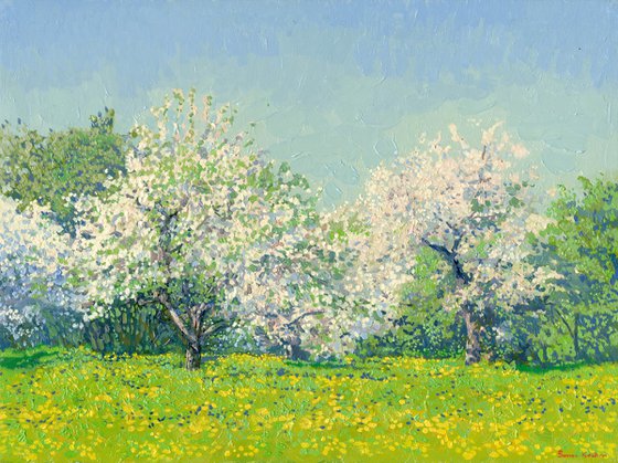 May. Apple trees in bloom