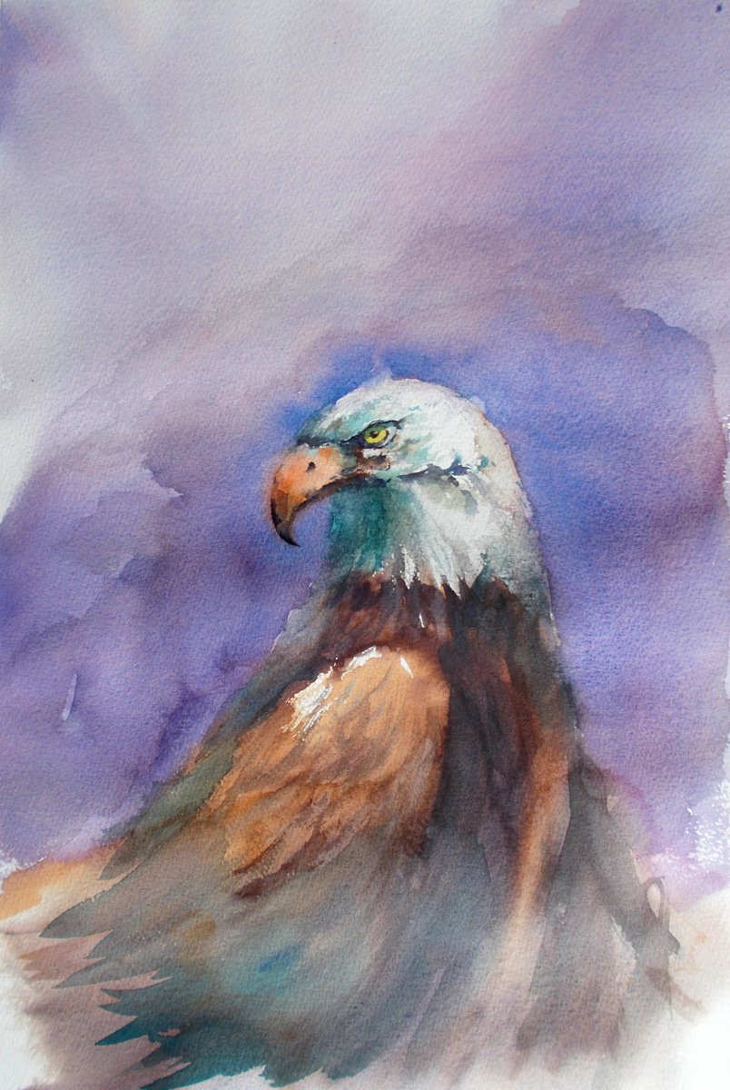 bald eagle by Giorgio Gosti