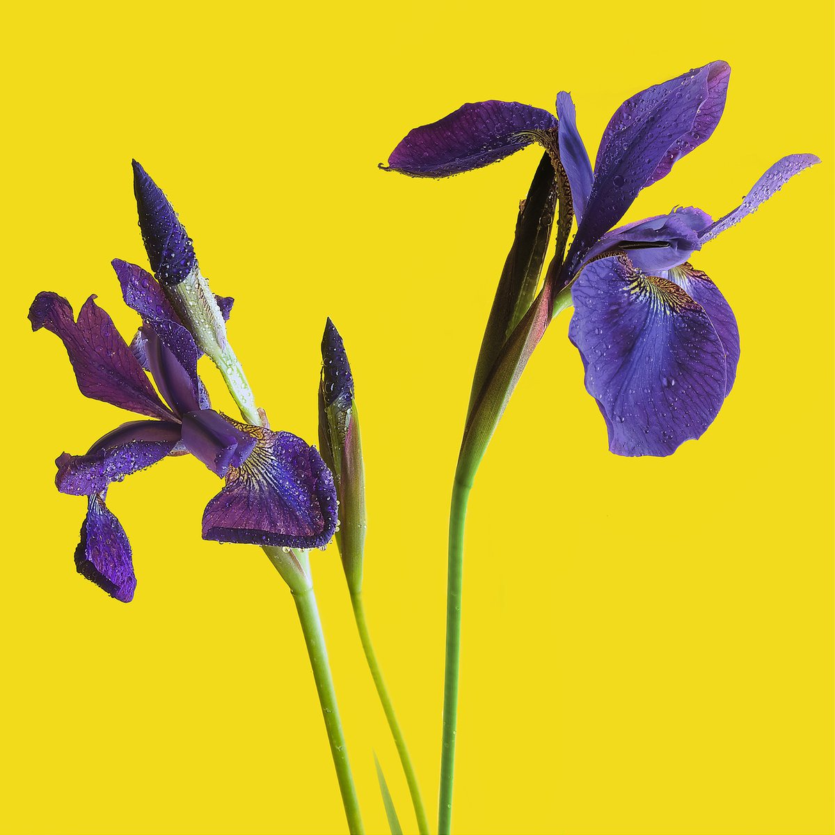 PALETTE#005-Siberian iris- by Keiichiro Muramatsu