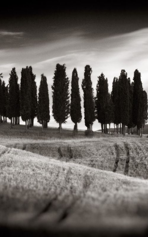 Cypress Grove, Tuscany, Italy by Rod Edwards