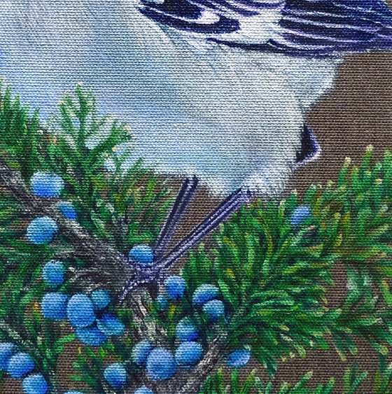 BIRD. THE BLUE BIRD ON A JUNIPER BRANCH.