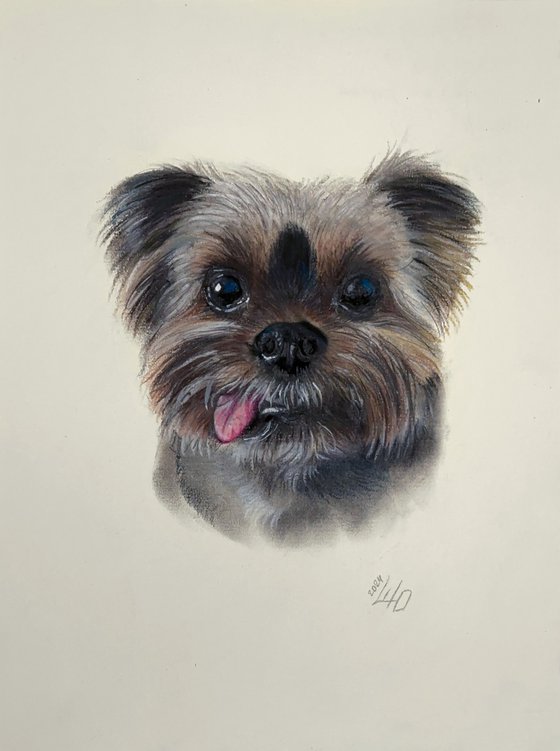 Yorkshire Terrier dog with Charming smile