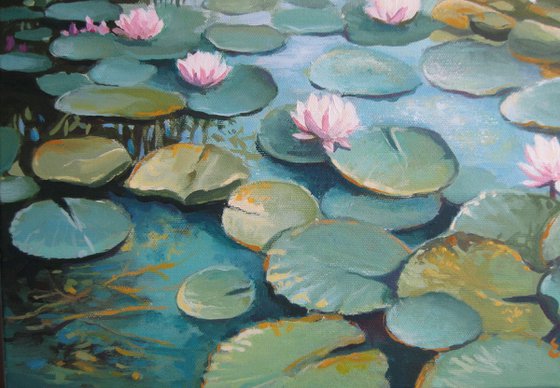 Water lily pond