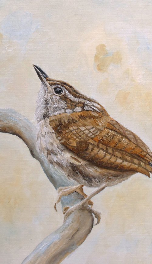 Carolina Wren by Angeles M. Pomata