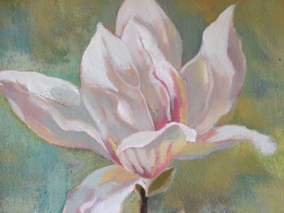 Springtime for magnolia