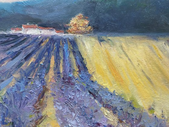 French Lavender Fields