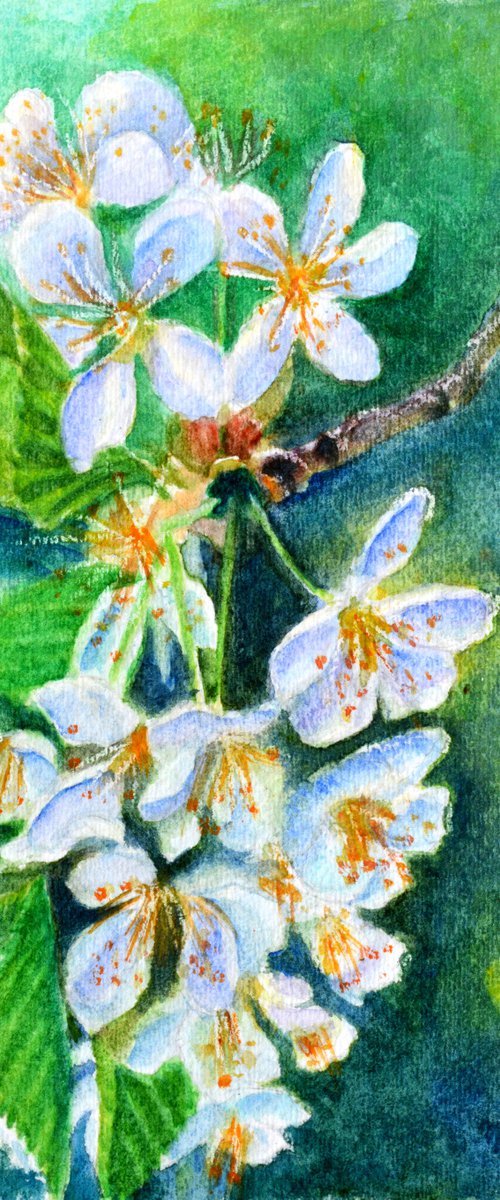 Cherry blossom by Neha Soni