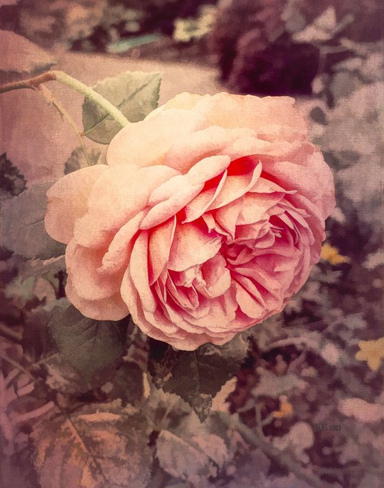 Faded Pink Rose