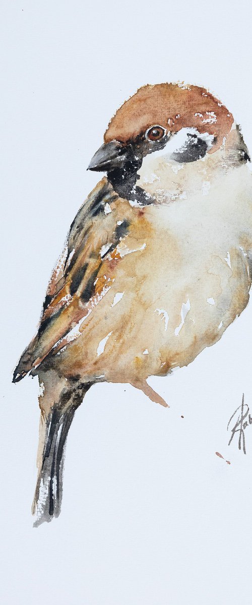 Tree Sparrow by Andrzej Rabiega