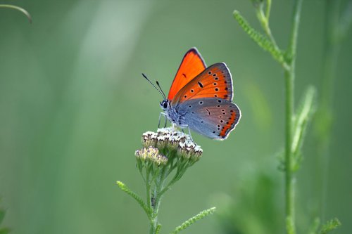 Orange butterfly by Sonja  Čvorović