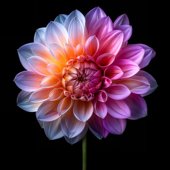 Rainbow Dahlia