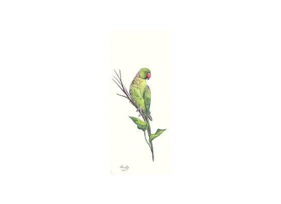 Rose ringed Parakeets