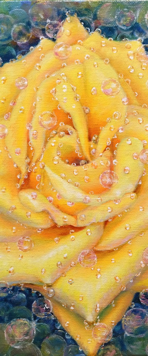 Rose. Yellow rose . by Anastasia Woron