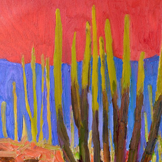 Evening Light. Cactuses