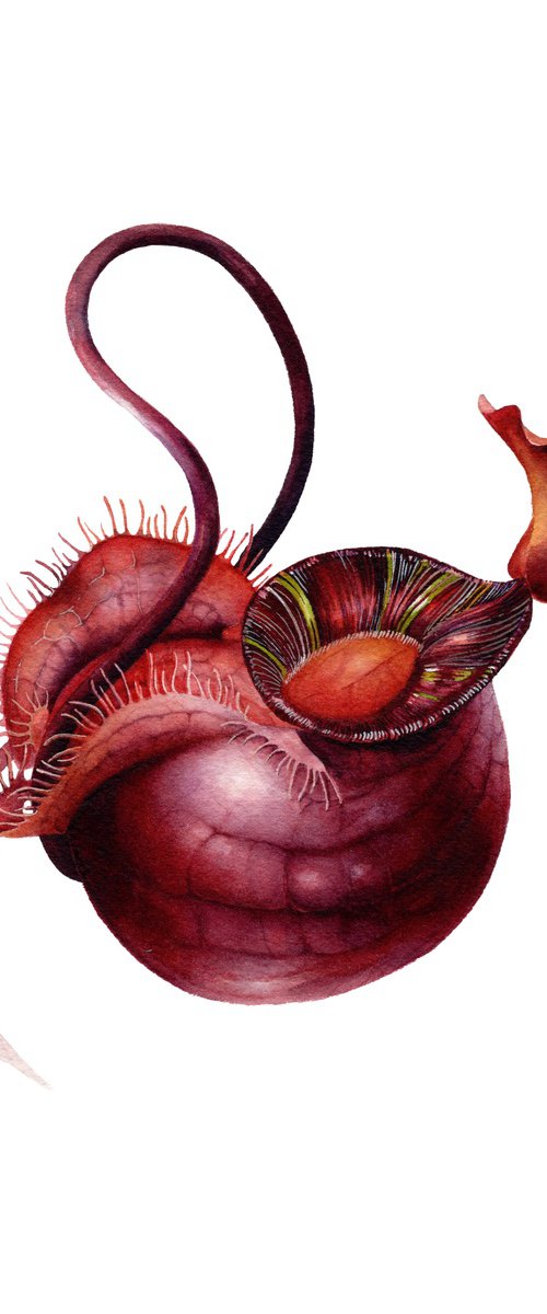 Nepenthes mirabilis by Katya Shiova
