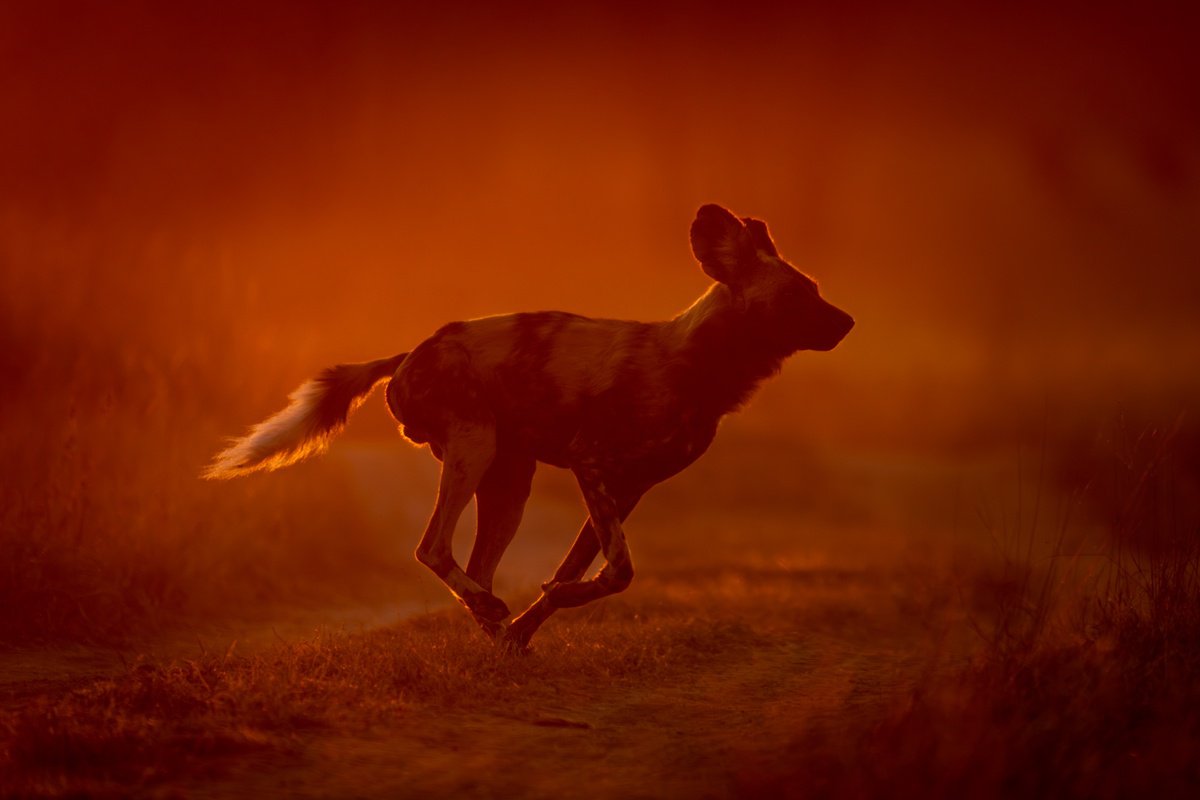 Photorealistic Animal Photograph By Nick Dale, 53 X 38", Red Run, Original Artwork