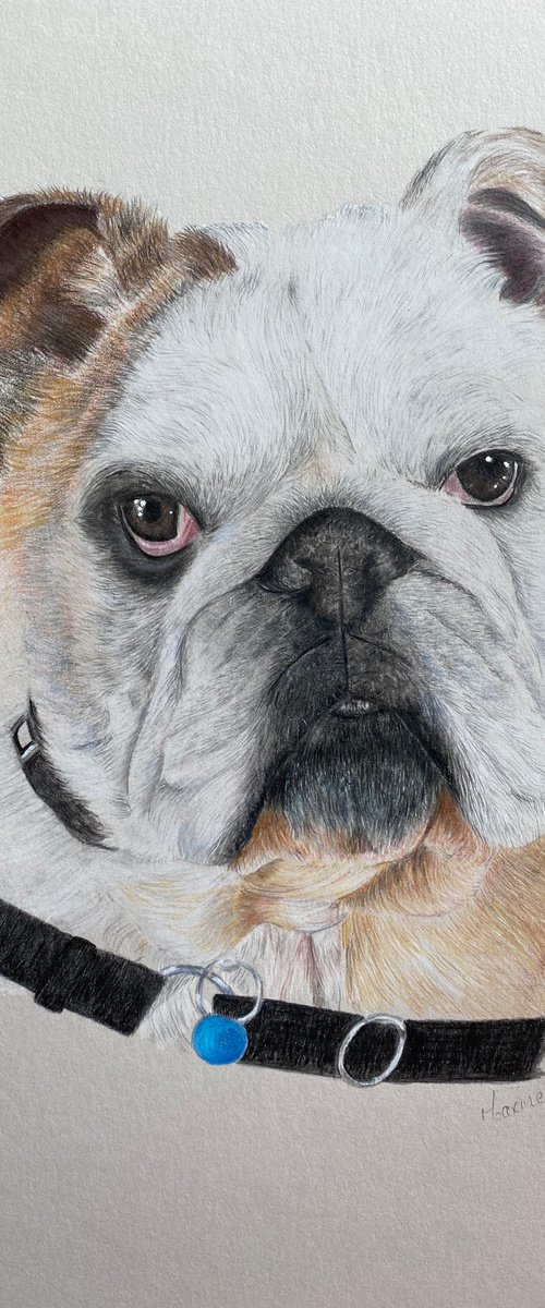 English bulldog by Maxine Taylor