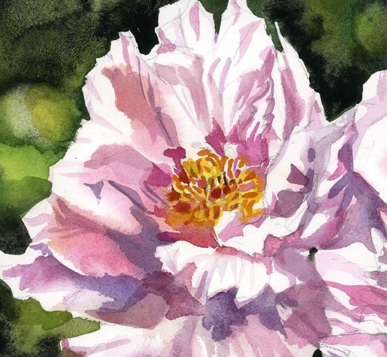 double peonies watercolor floral