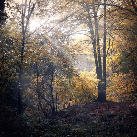Lerryn woods during autumn / Fall Cornwall UK
