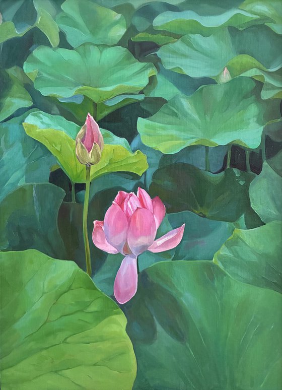Lotuses. Pond. Time of youth