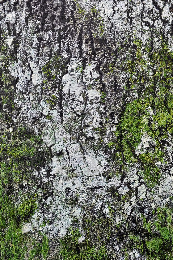 Corteccia di albero