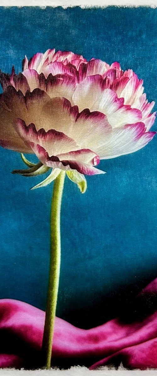 PINK TIPPED RANUNCULUS by SARAH PARSONS
