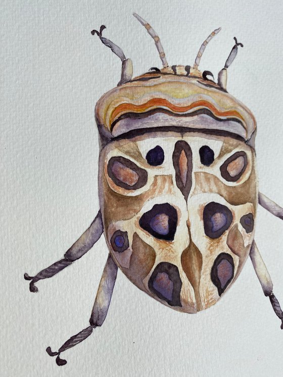 Picasso beetle in the sun's rays like a living canvas demonstrates nature's creativity in bright bronze colour