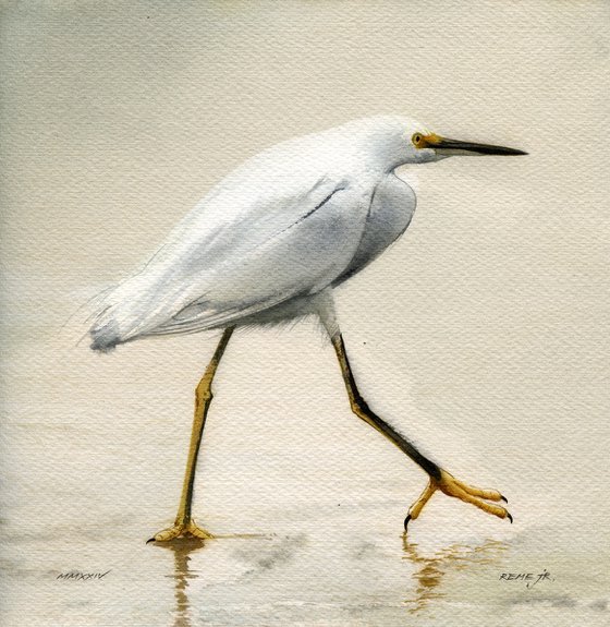 Bird CCLIII - Snowy egret