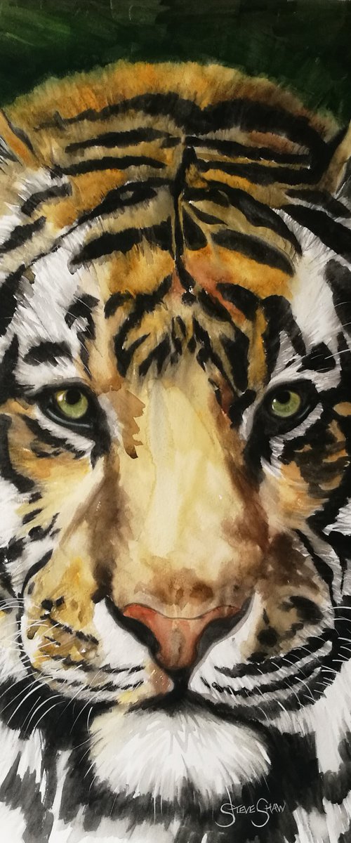 Watchful ( watercolour tiger) Free Shipping by Steven Shaw