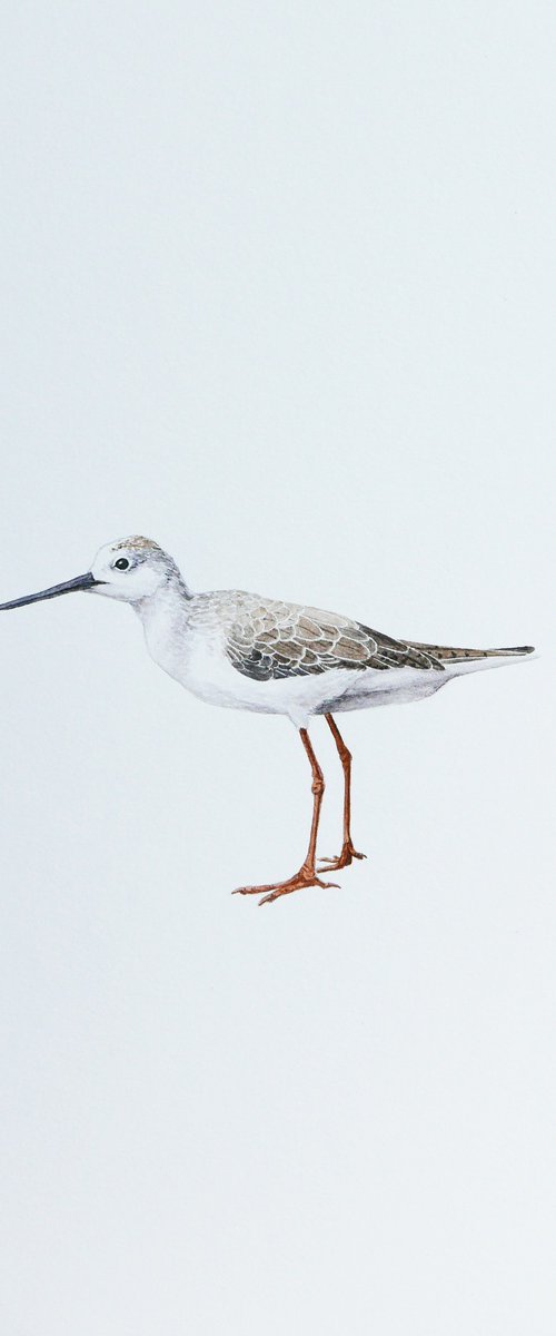 Marsh sandpiper by Karina Danylchuk