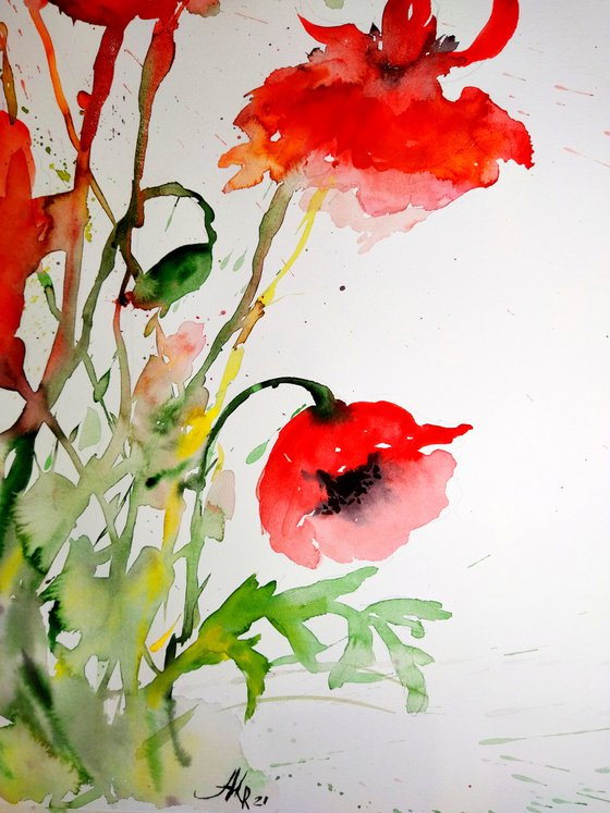 Red poppies