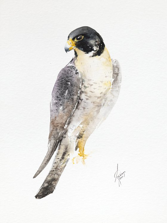 Peregrine falcon