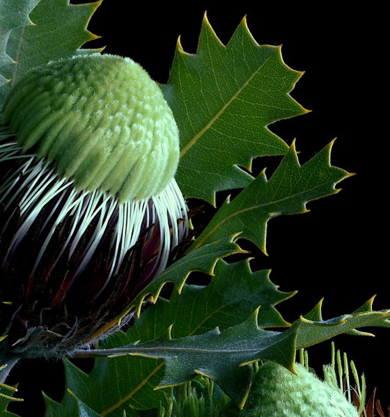 Banksia Heliantha