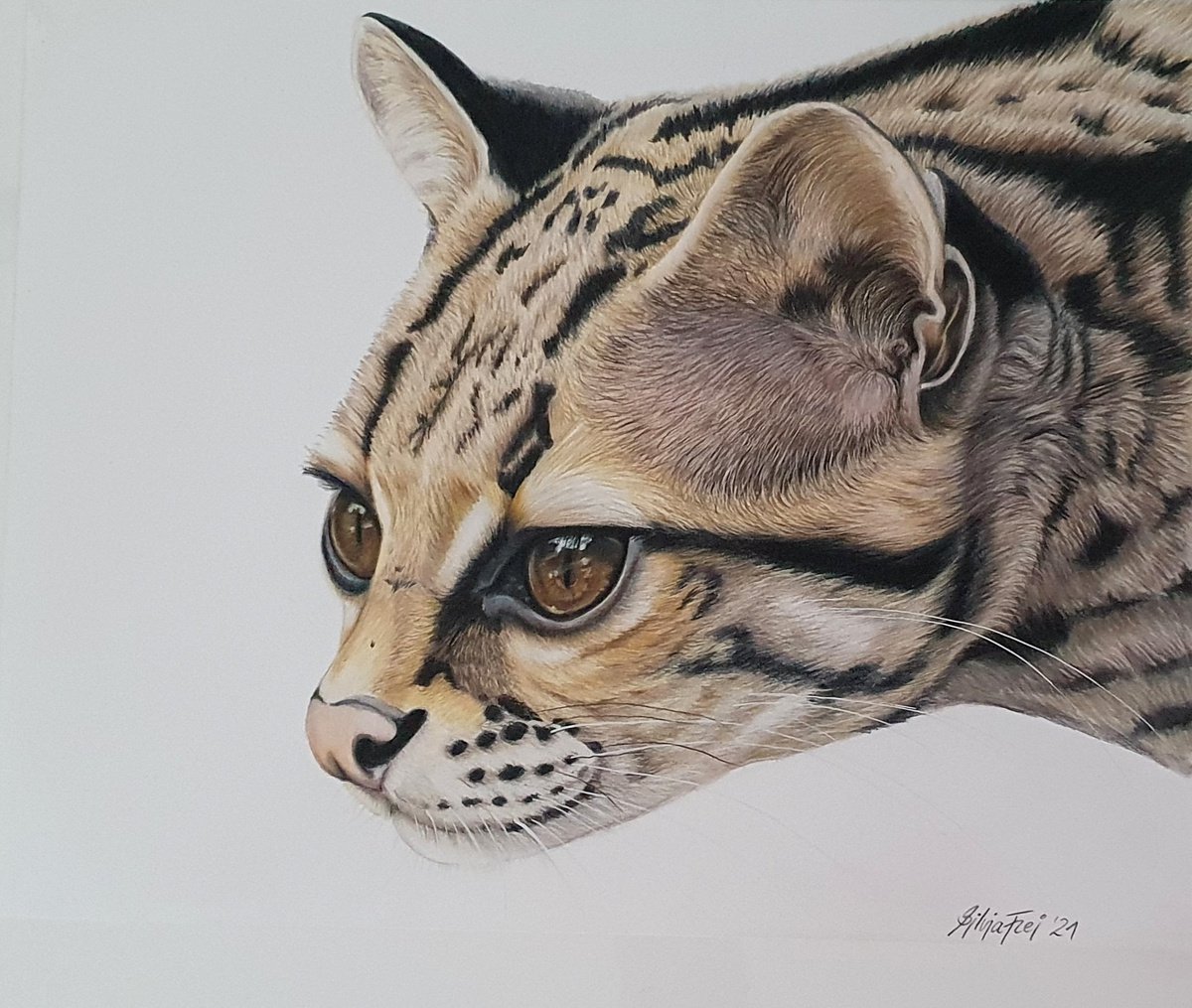 Margay Portrait Tree Ocelot - Original Colored Pencil drawing by Silvia Frei