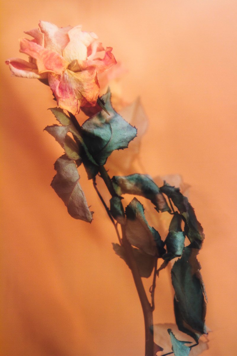 Impressionistic Botanical Photograph By Sandra Platas Hernandez, 12 X 17", Dancing Roses V, Original Artwork