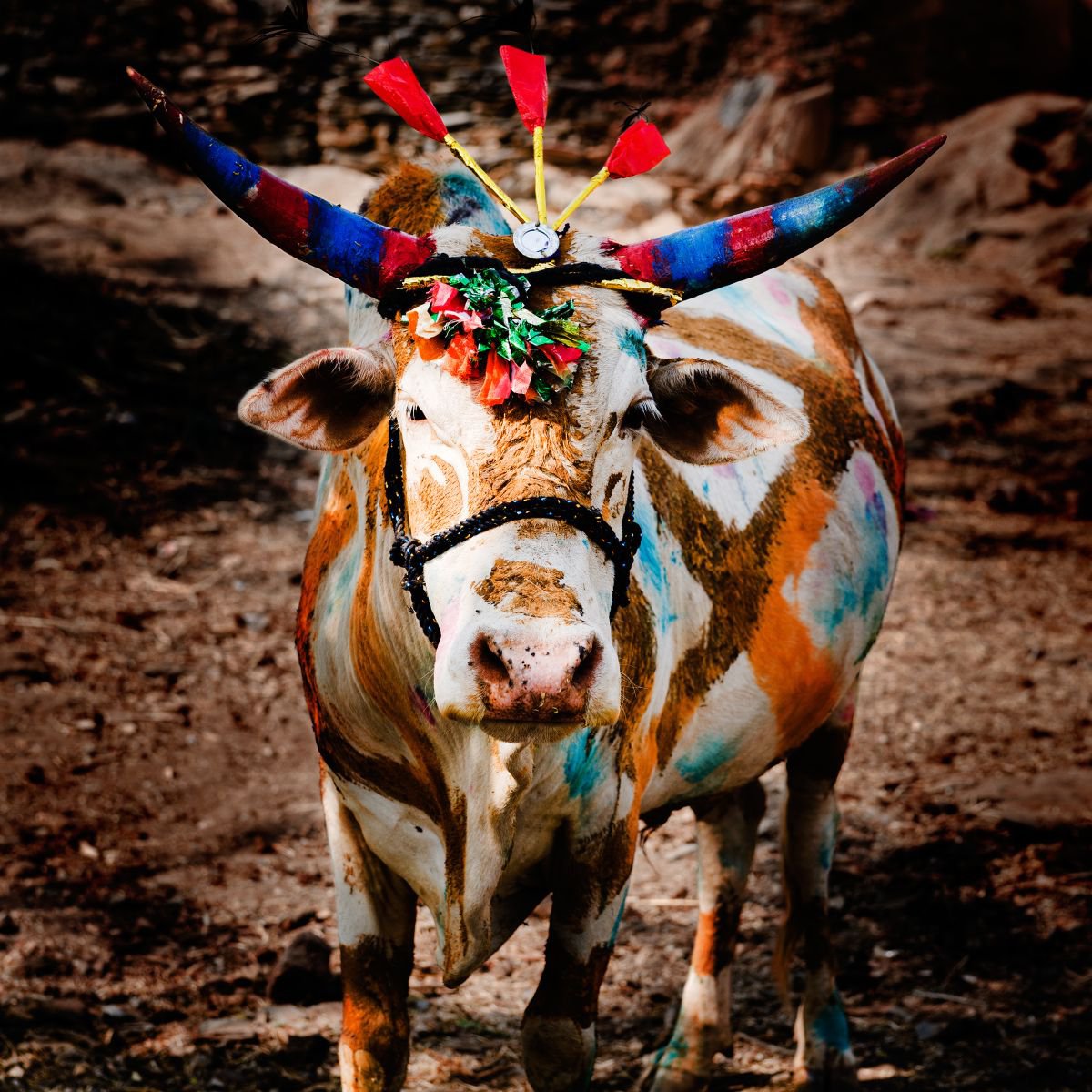 Graphic Animal Photograph By Tom Hanslien, 50 X 50", Day Of The Cow I, Original Artwork