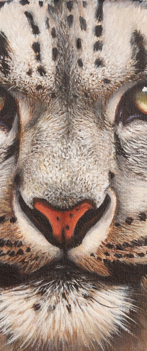 Snow leopard portrait by Norma Beatriz Zaro