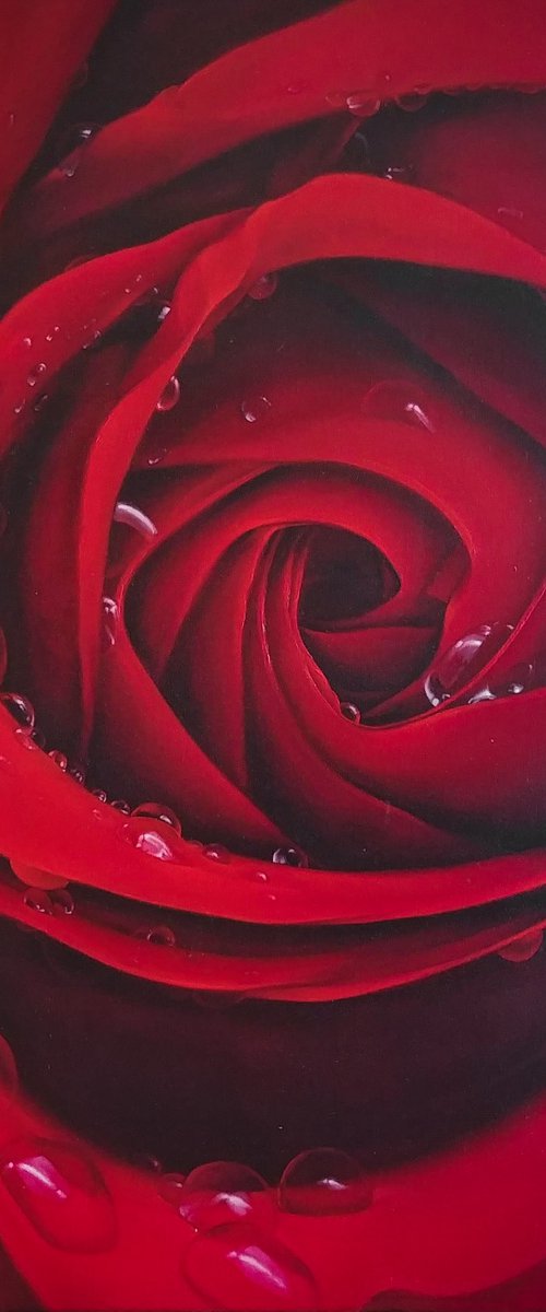 Red rose by Vasyl Luchkiv