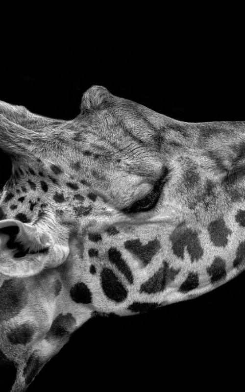 Giraffe head study by Paul Nash