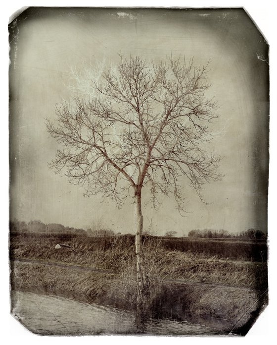 Winter Tree