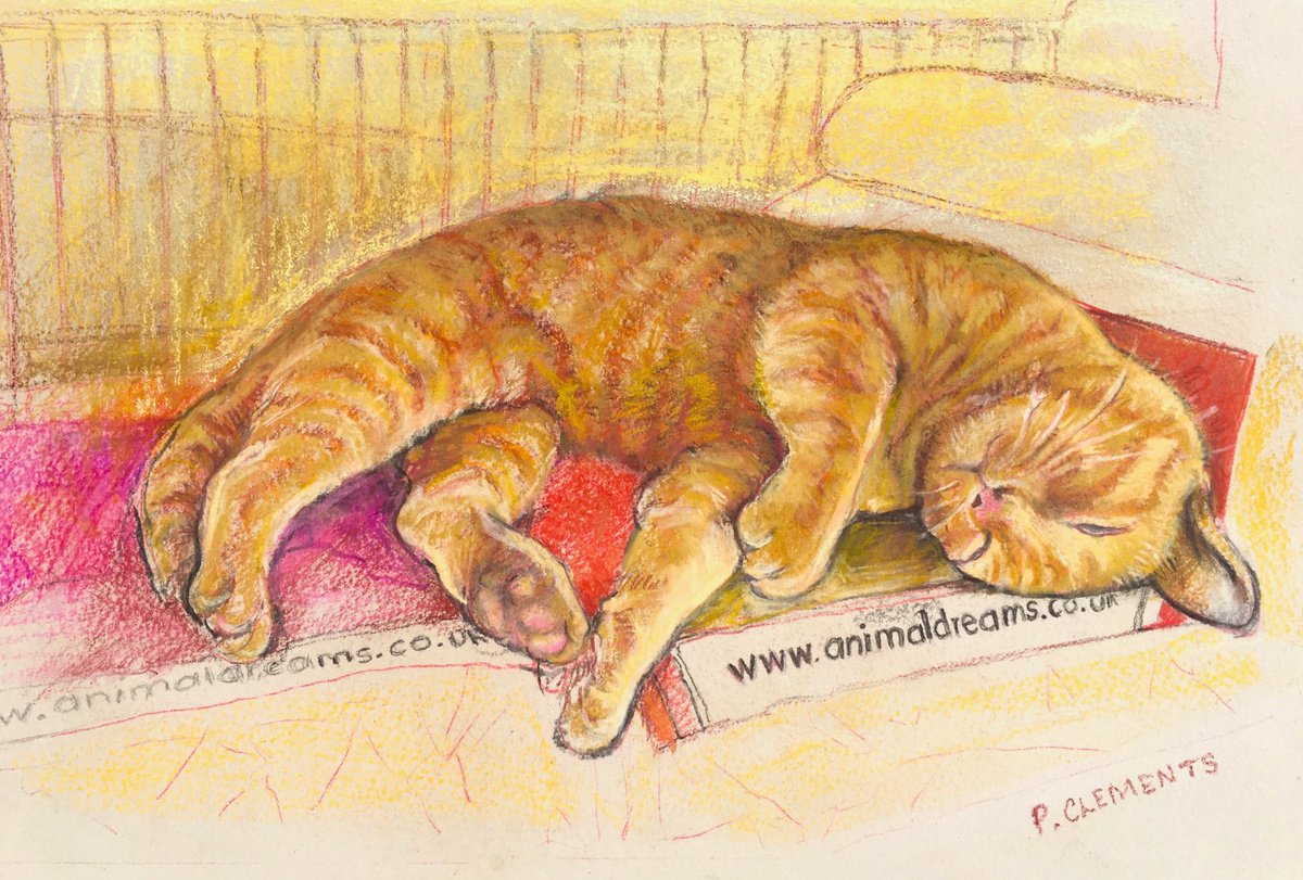 Ginger cat dreaming by Patricia Clements
